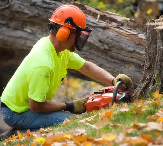 tree services Anguilla